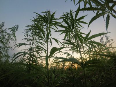 Michigan recreational marijuana